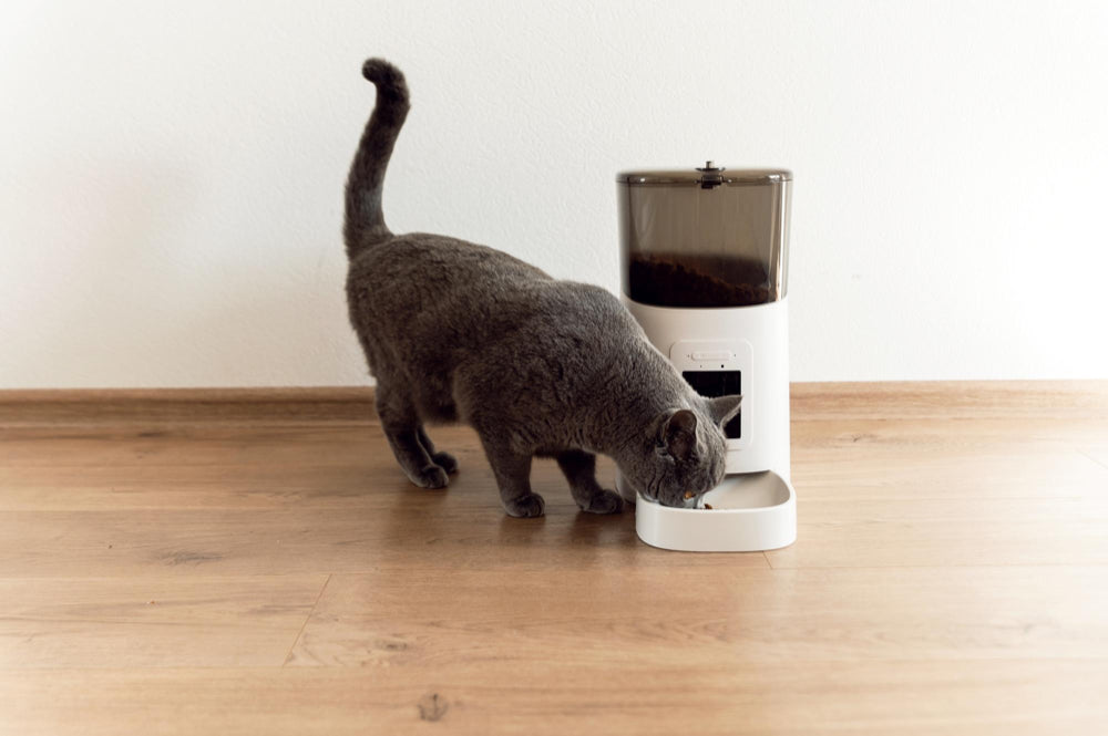 een kat die aan het eten is uit een automatische voerbak 